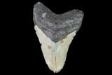 Bargain, Fossil Megalodon Tooth - North Carolina #101440-1